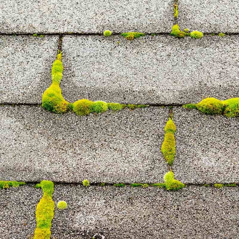 Moss Roof