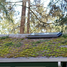When Is the Best Time of Year to Schedule Routine Moss Treatments?