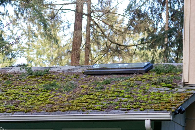 When is the best time of year to schedule routine moss treatments